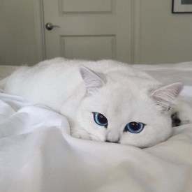 Мадина  Гулиева